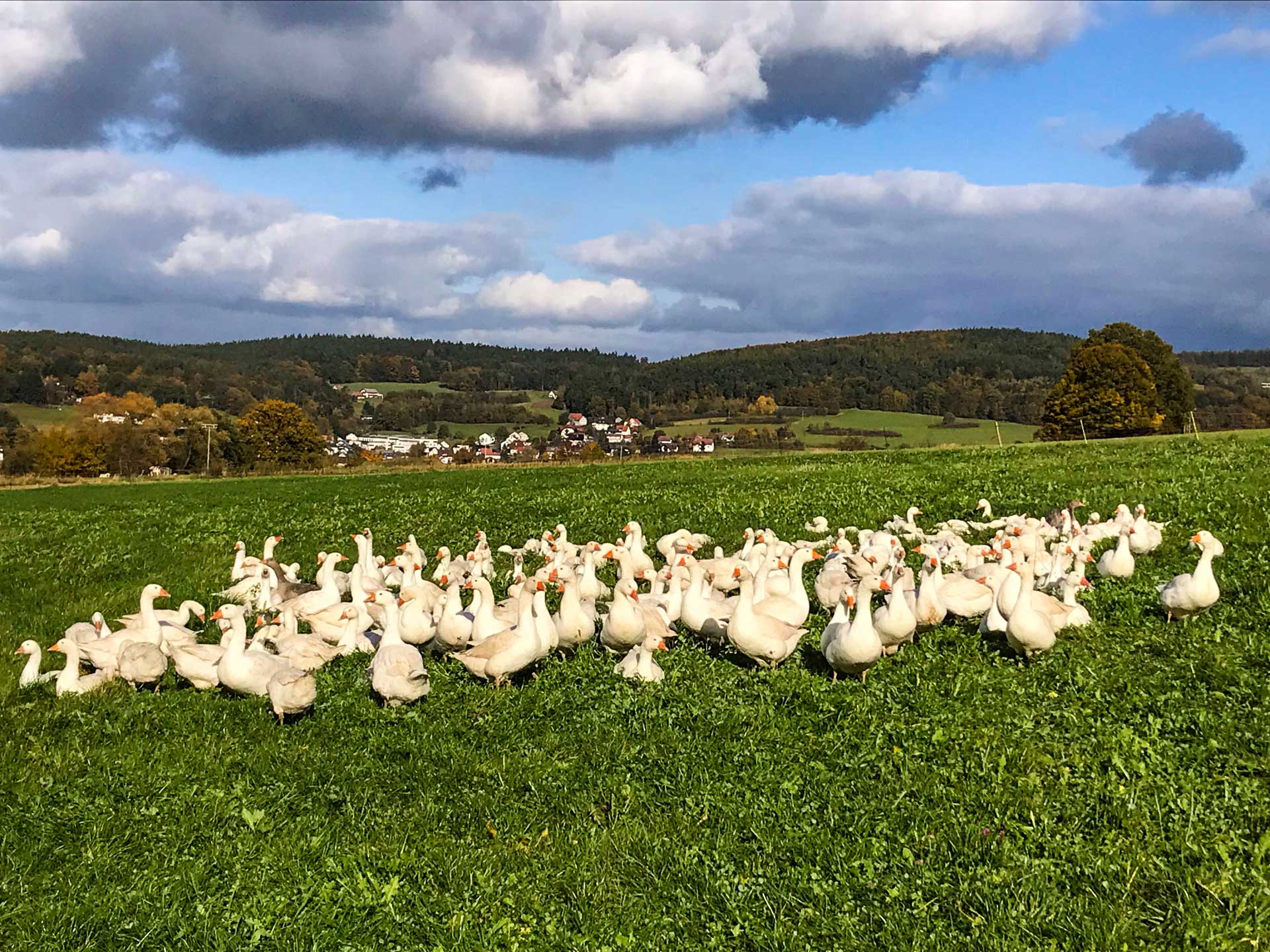 Bio-Gänse